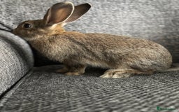 Lionhead rabbits for sale: 3 females Dutch x lionhead ready to go💞 - Image 14