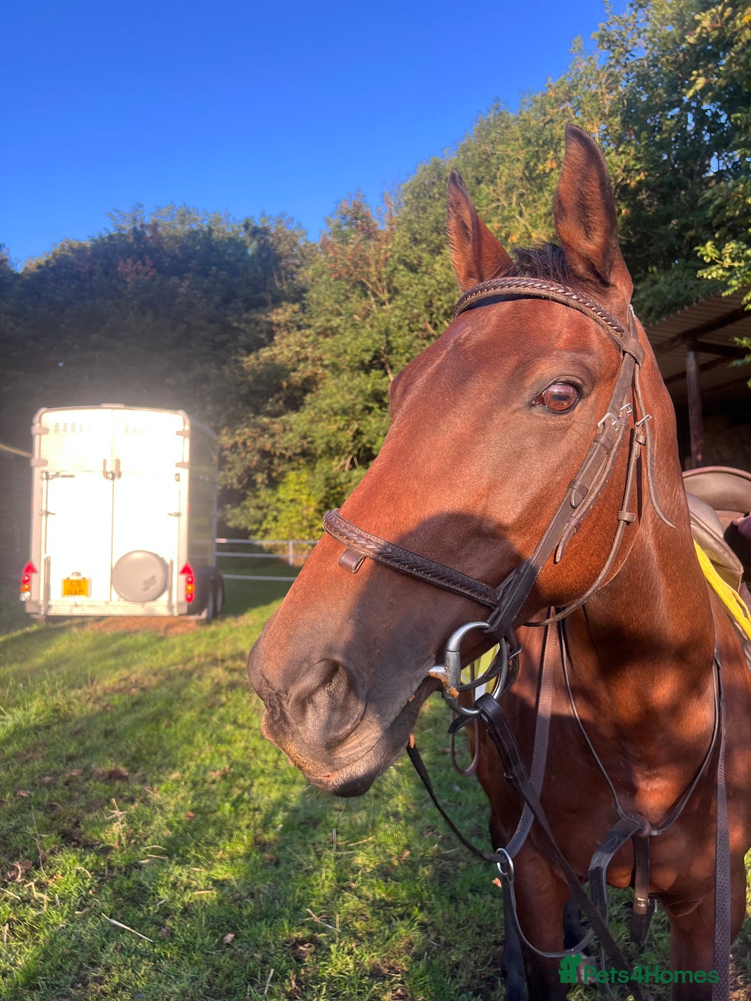 English Thoroughbred horses for sale: Sweet Project Mare - Advert 2