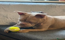 American Bully dogs for sale: Female pocket bully  - Image 7