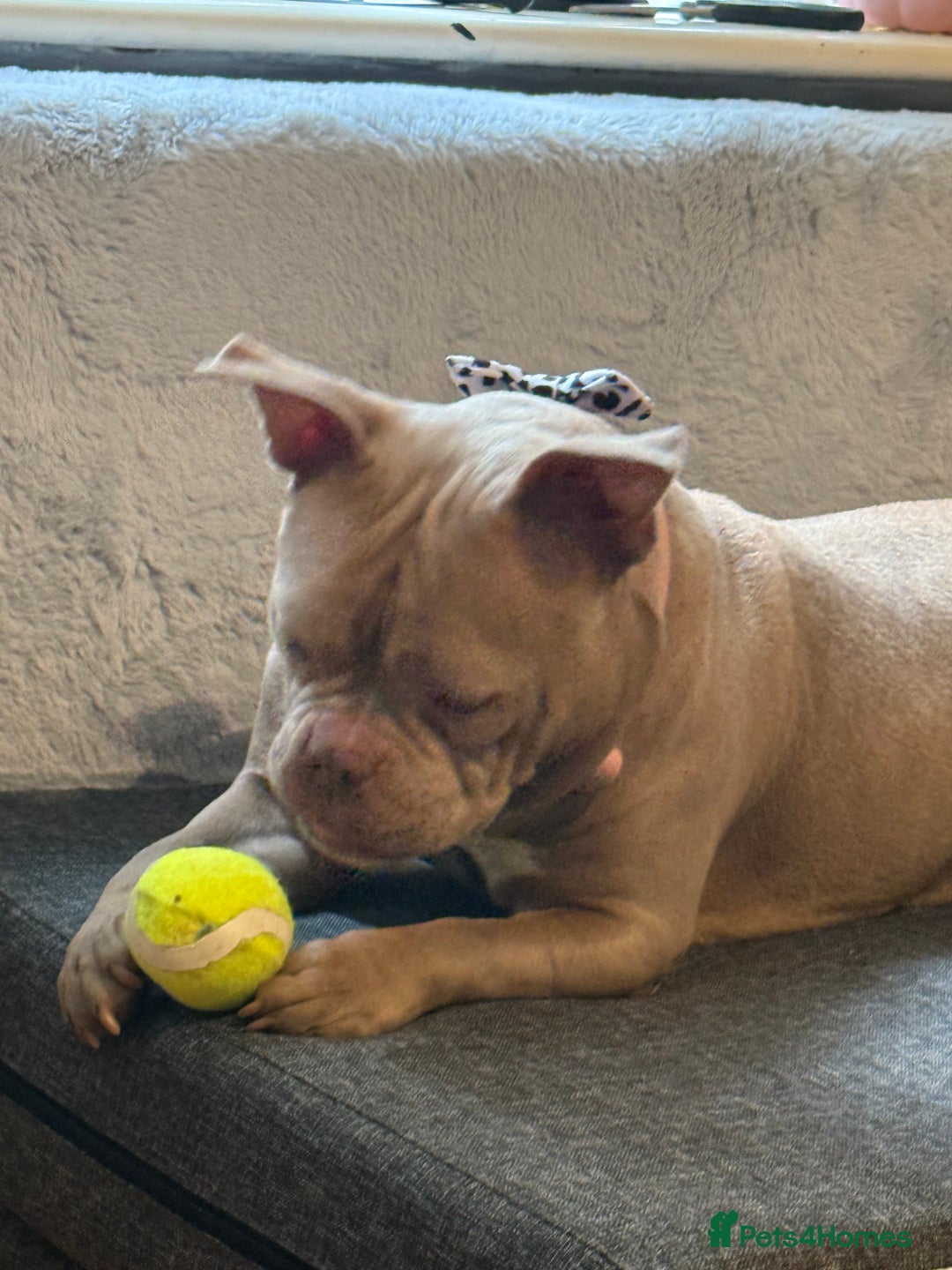 American Bully dogs for sale: Female pocket bully  - Image 7
