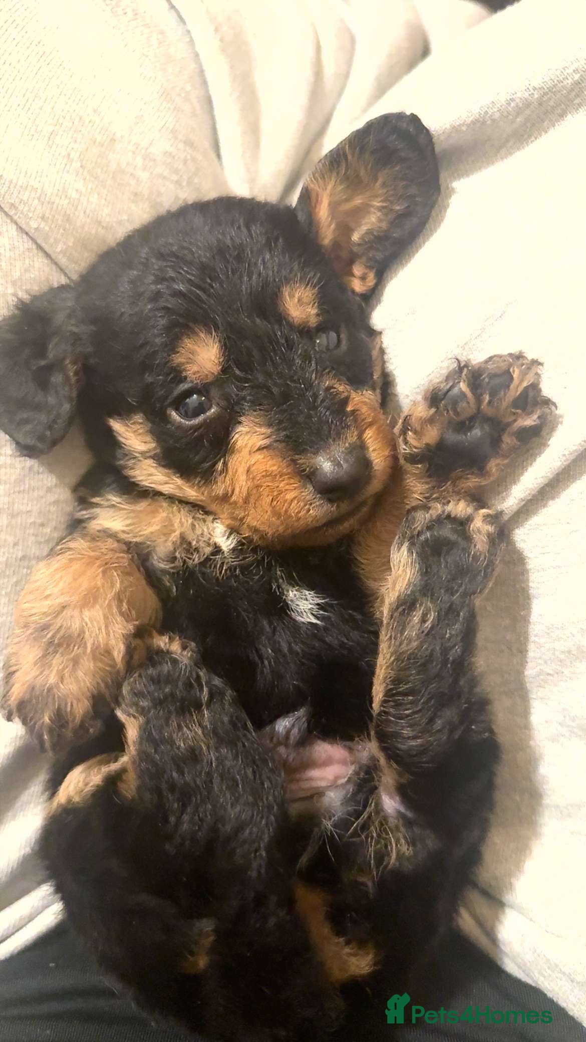 Mixed Breed dogs ⭐️Miniature Doxiepoos ⭐️ - Advert 1