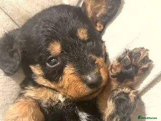 Mixed Breed dogs ⭐️Miniature Doxiepoos ⭐️ - Advert 8