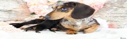 Miniature Dachshund dogs for sale: KC Miniature Dachshund Puppies - Advert 14