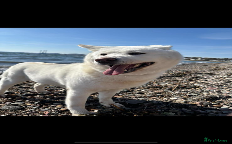 Japanese Akita Inu dogs Japanese Akita  - Advert 3