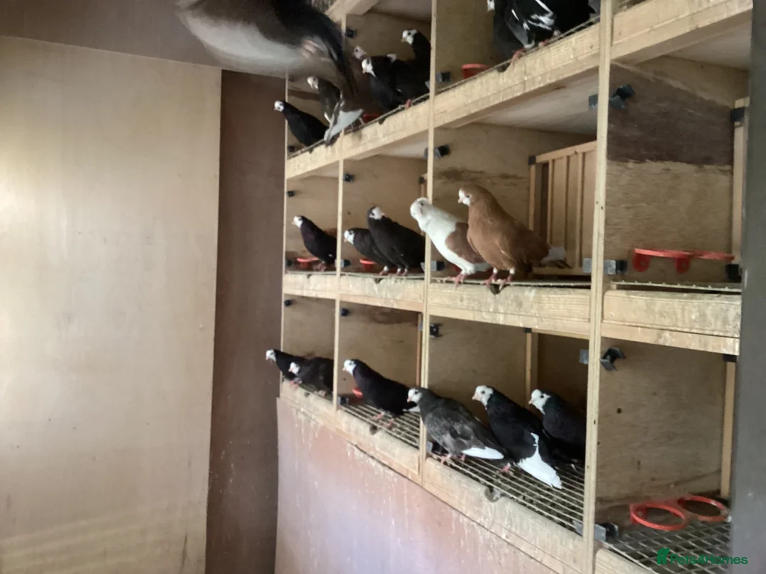Pigeons birds for sale: Wolverhampton badgers - Advert 2