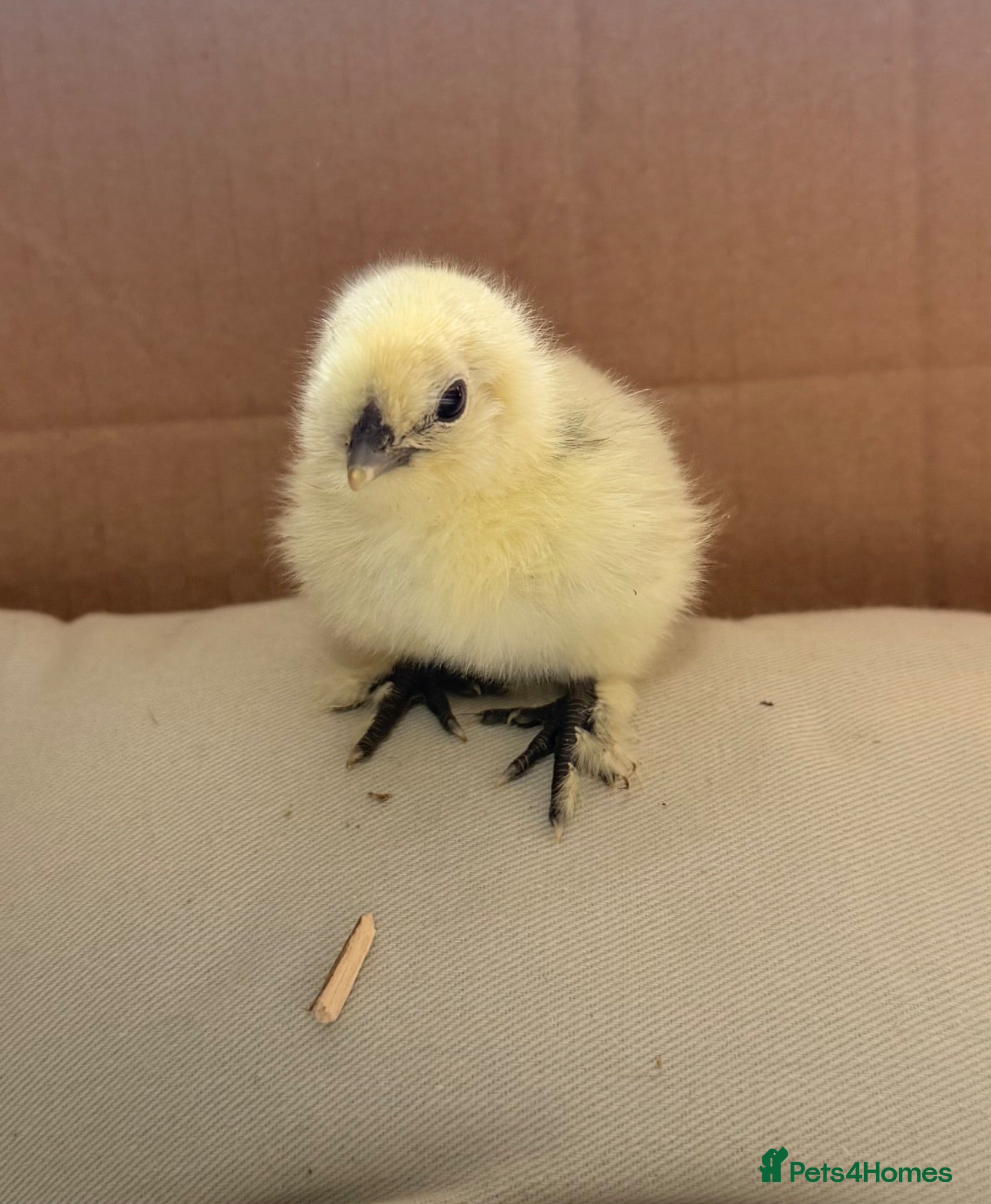 Mixed Breed poultry Adorable Silkie , Serama & Pekin Chicks - Advert 2