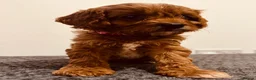 Cavapoo dogs for sale: Darling Cavapoos  - Advert 3