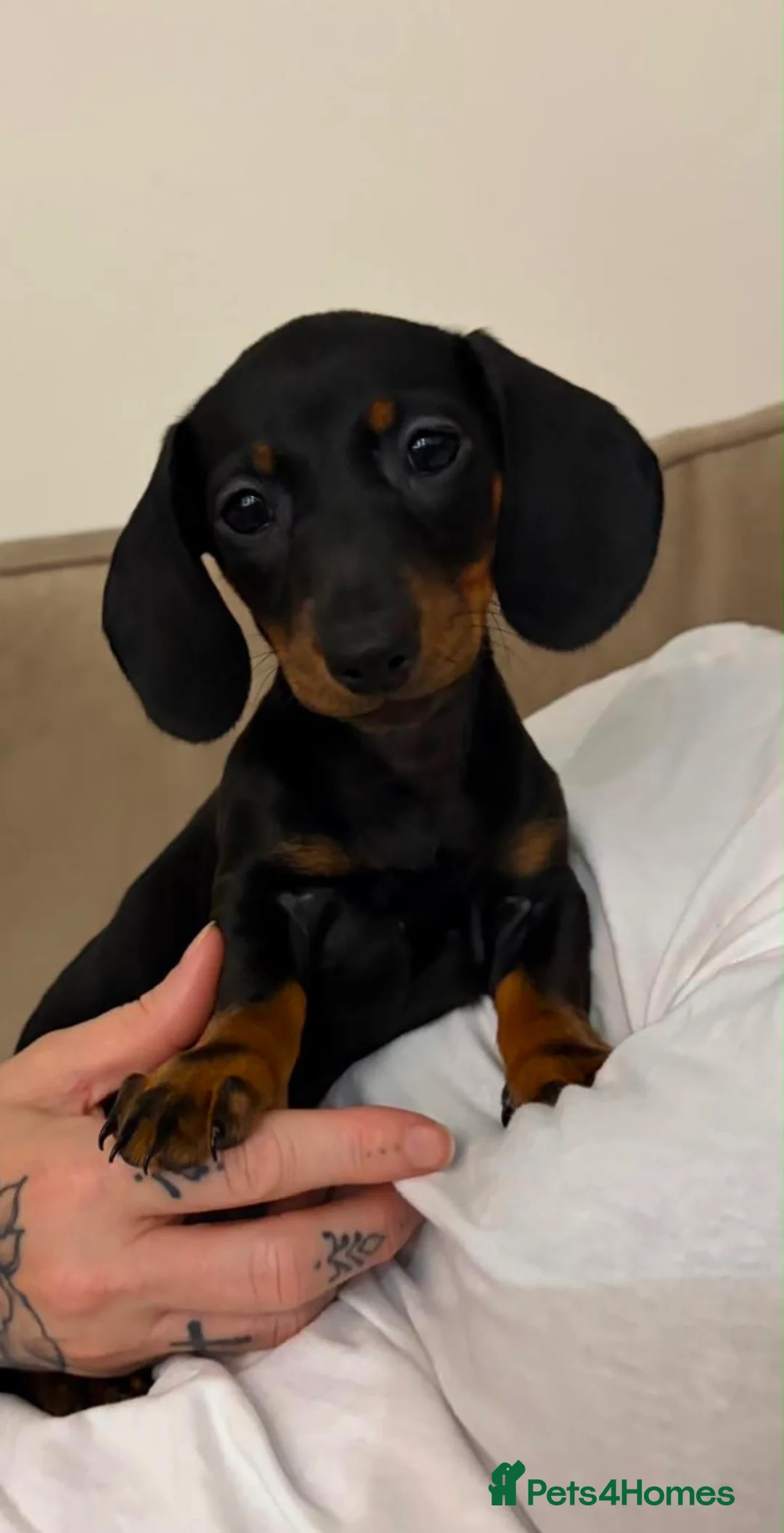 Miniature Dachshund dogs for sale: female mini dachshund  - Advert 2