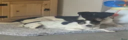 Jack Russell dogs for sale: Jack Russell puppies  - Advert 2