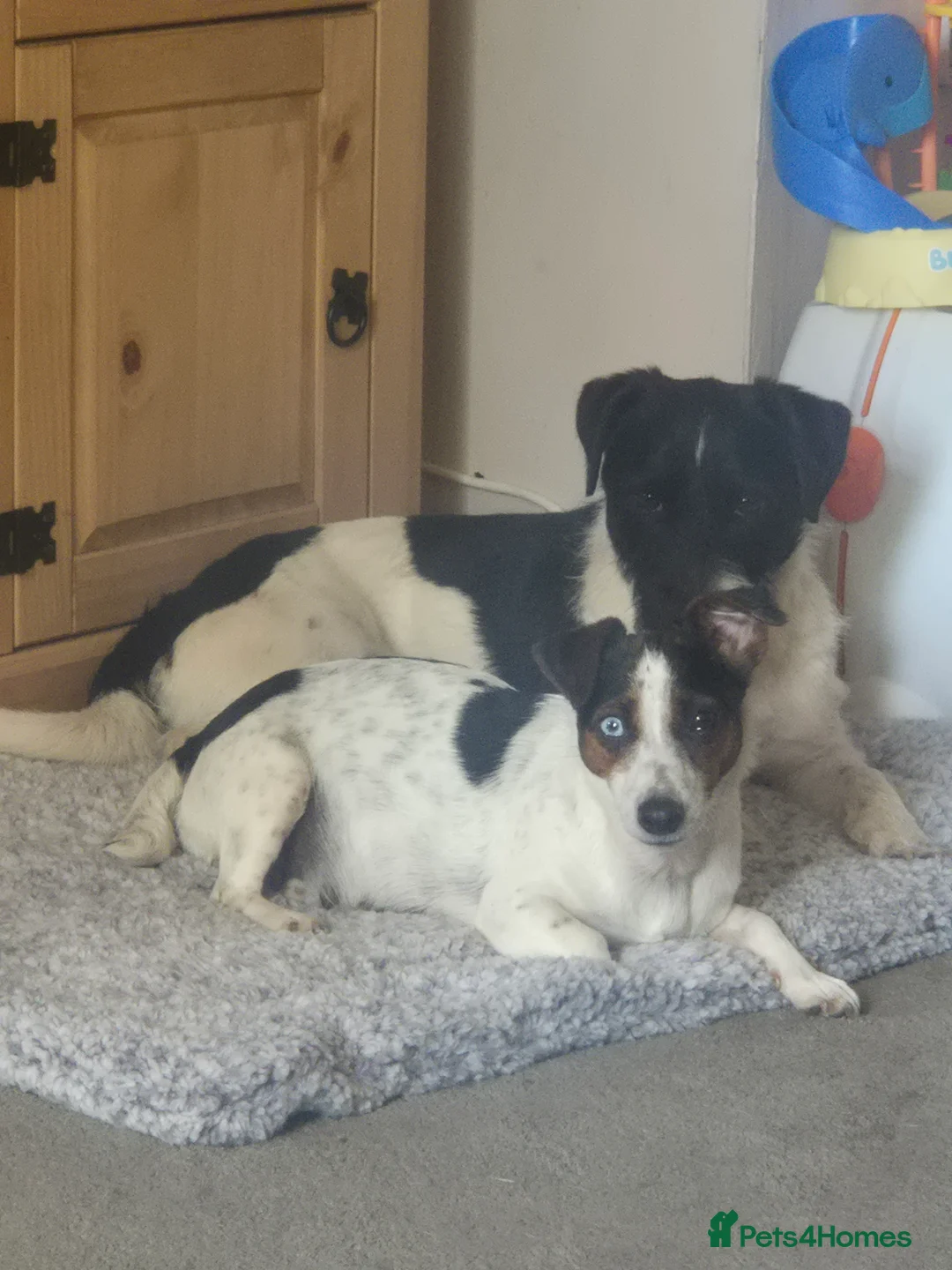 Jack Russell dogs for sale: Jack Russell puppies  - Advert 2