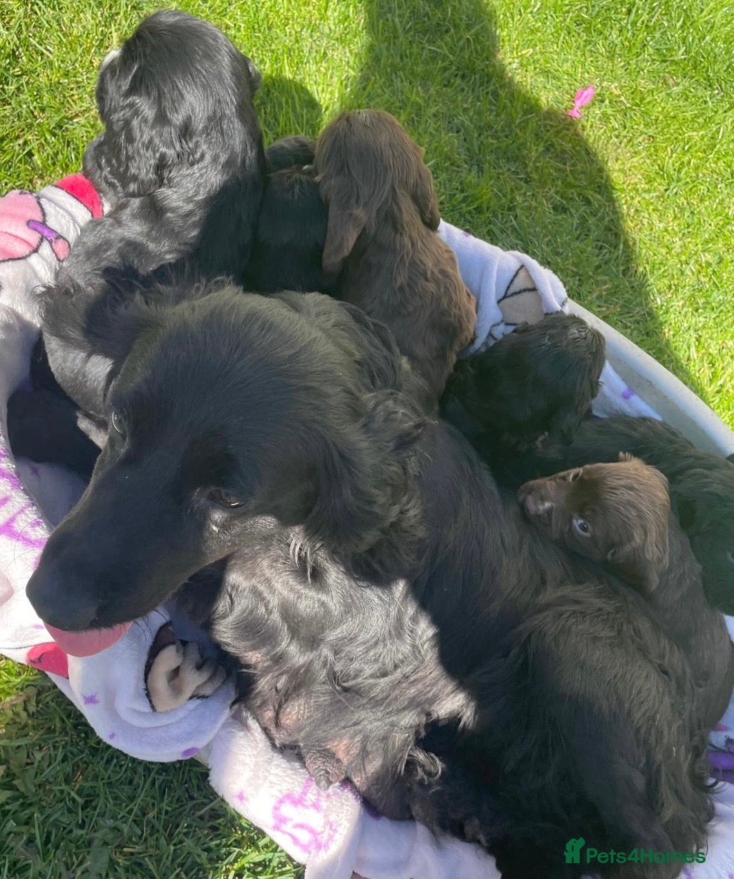 Cocker Spaniel dogs Beautiful pure bread cocker spaniel puppies  - Advert 1