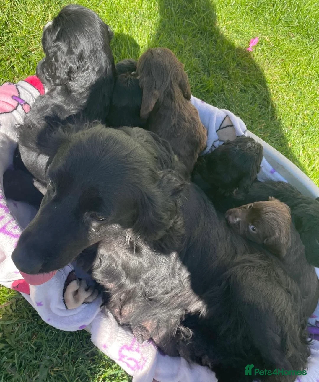 Cocker Spaniel dogs for sale: Beautiful pure bread cocker spaniel puppies  in West Malling - Advert 1
