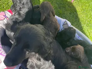 Cocker Spaniel dogs Beautiful pure bread cocker spaniel puppies - Advert 1