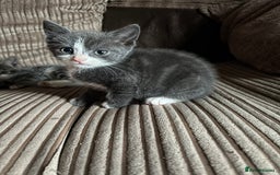 Mixed Breed cats for sale: Kittens for sale  - Image 16