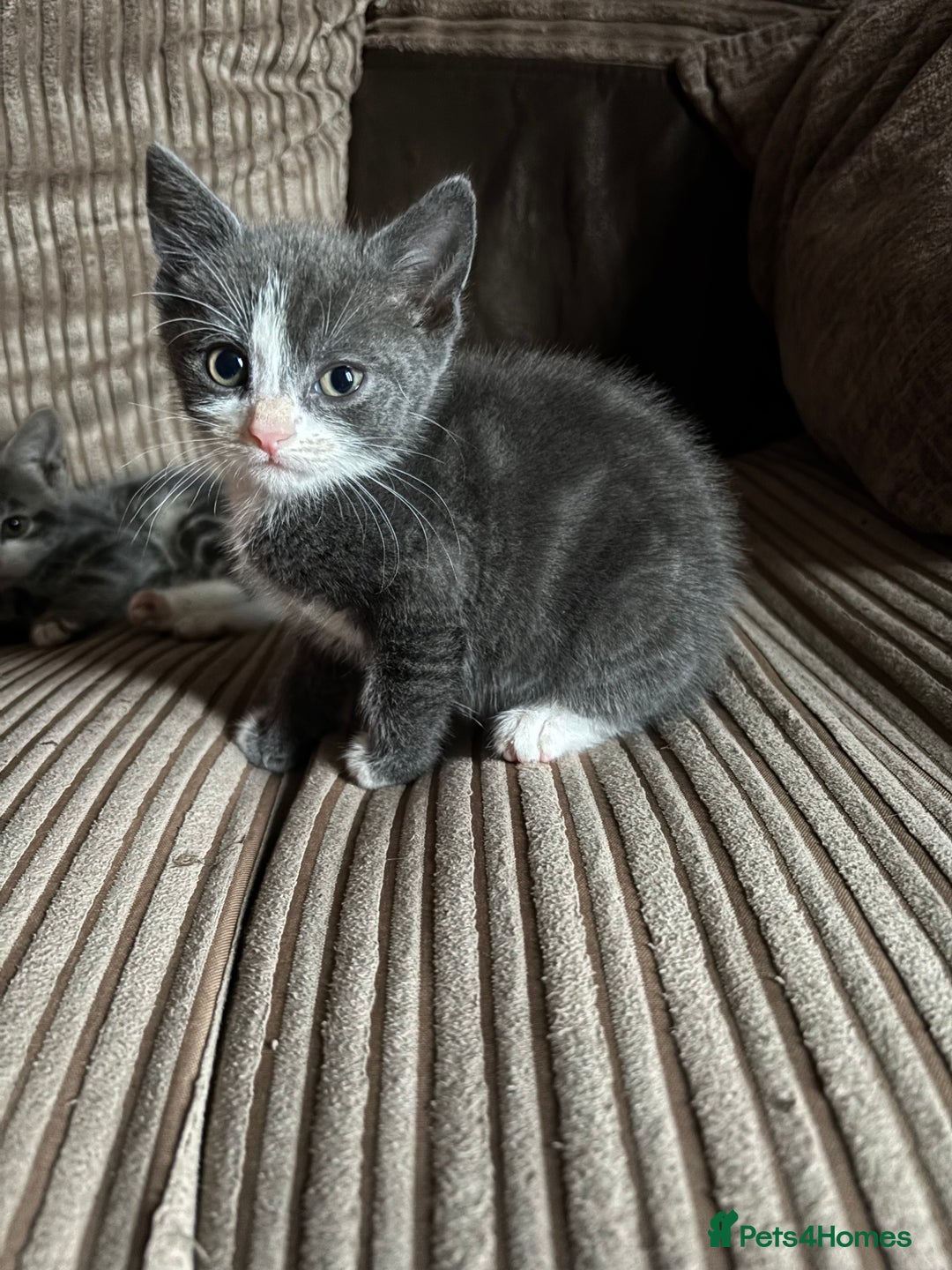 Mixed Breed cats for sale: Kittens for sale  - Image 16
