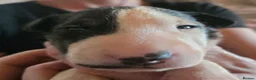 English Bull Terrier dogs for sale: BEAUTIFUL English BULL TERRIER PUPS  - Advert 6