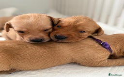 Labrador Retriever dogs for sale: Beautiful red fox KC registered labrador puppies  - Image 7