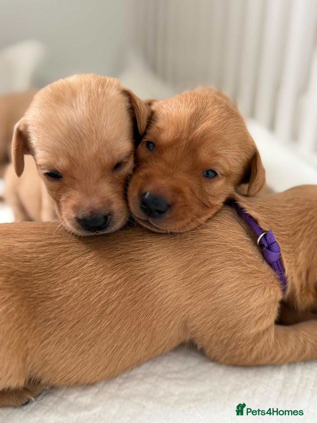 Labrador Retriever dogs for sale: Beautiful red fox KC registered labrador puppies  - Image 7