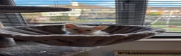 Siamese cats for sale: 4 beautiful kittens  - Advert 6