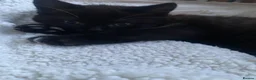 Mixed Breed cats for sale: 3 kittens and Mum Cat - Advert 17