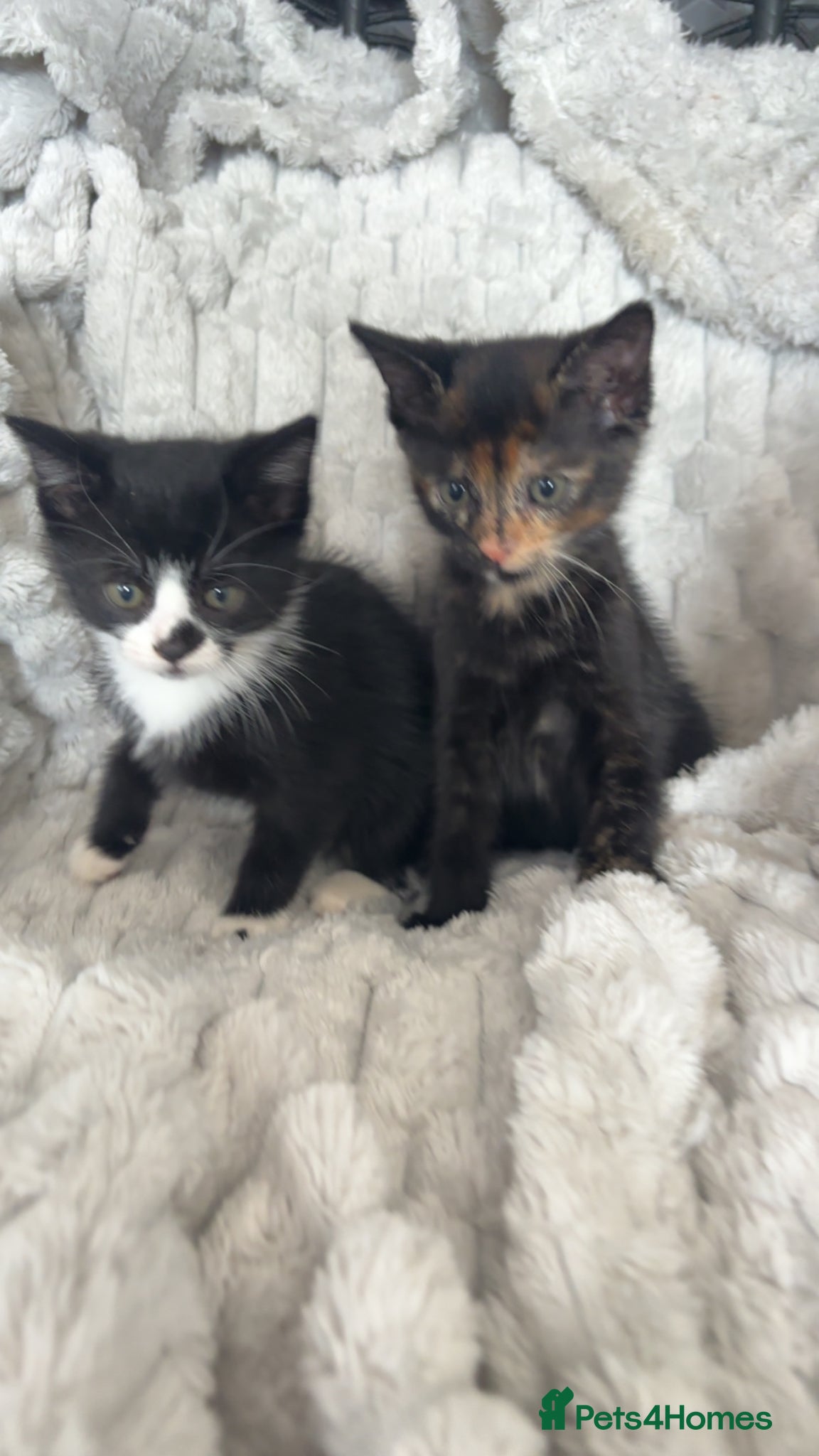Mixed Breed cats for sale: 8 week old kittens  - Advert 8