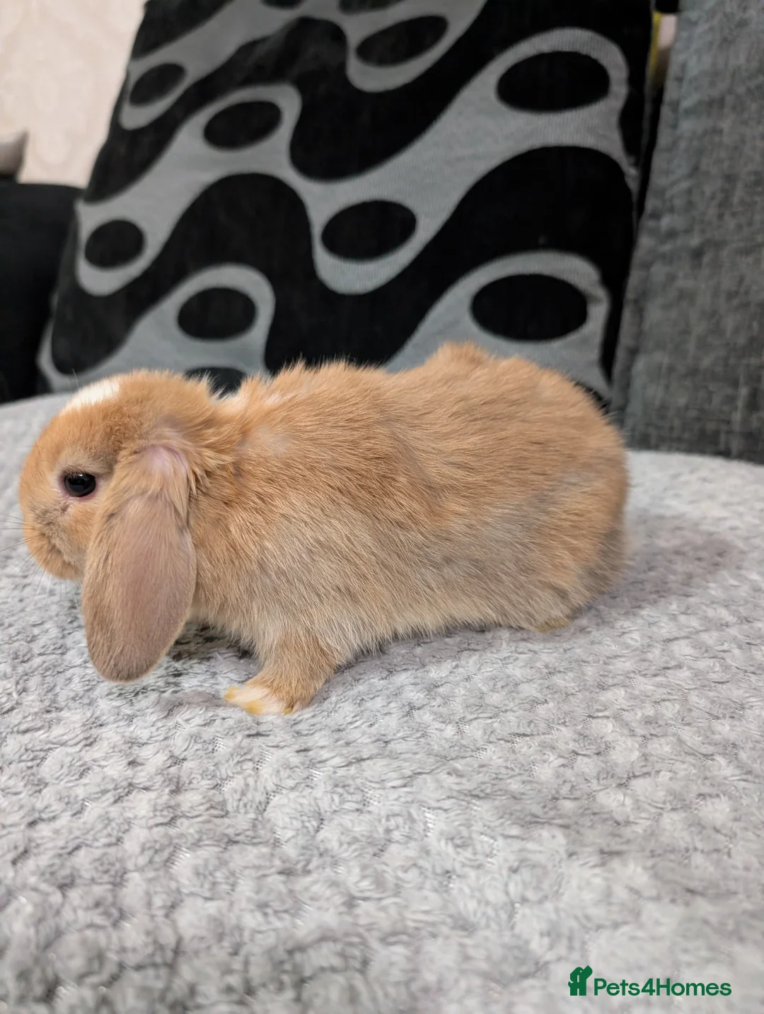 Mini Lop rabbits for sale: 6 beautiful mini lops available 16/3 in Ashford - Advert 12