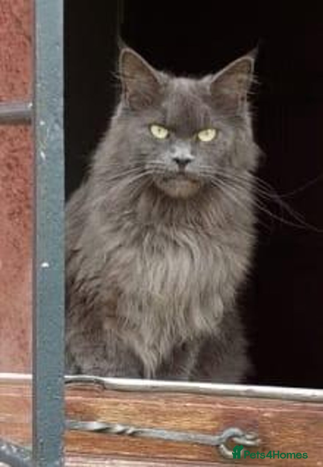 Mixed Breed cats for sale: Adorable kittens looking for home - Advert 2