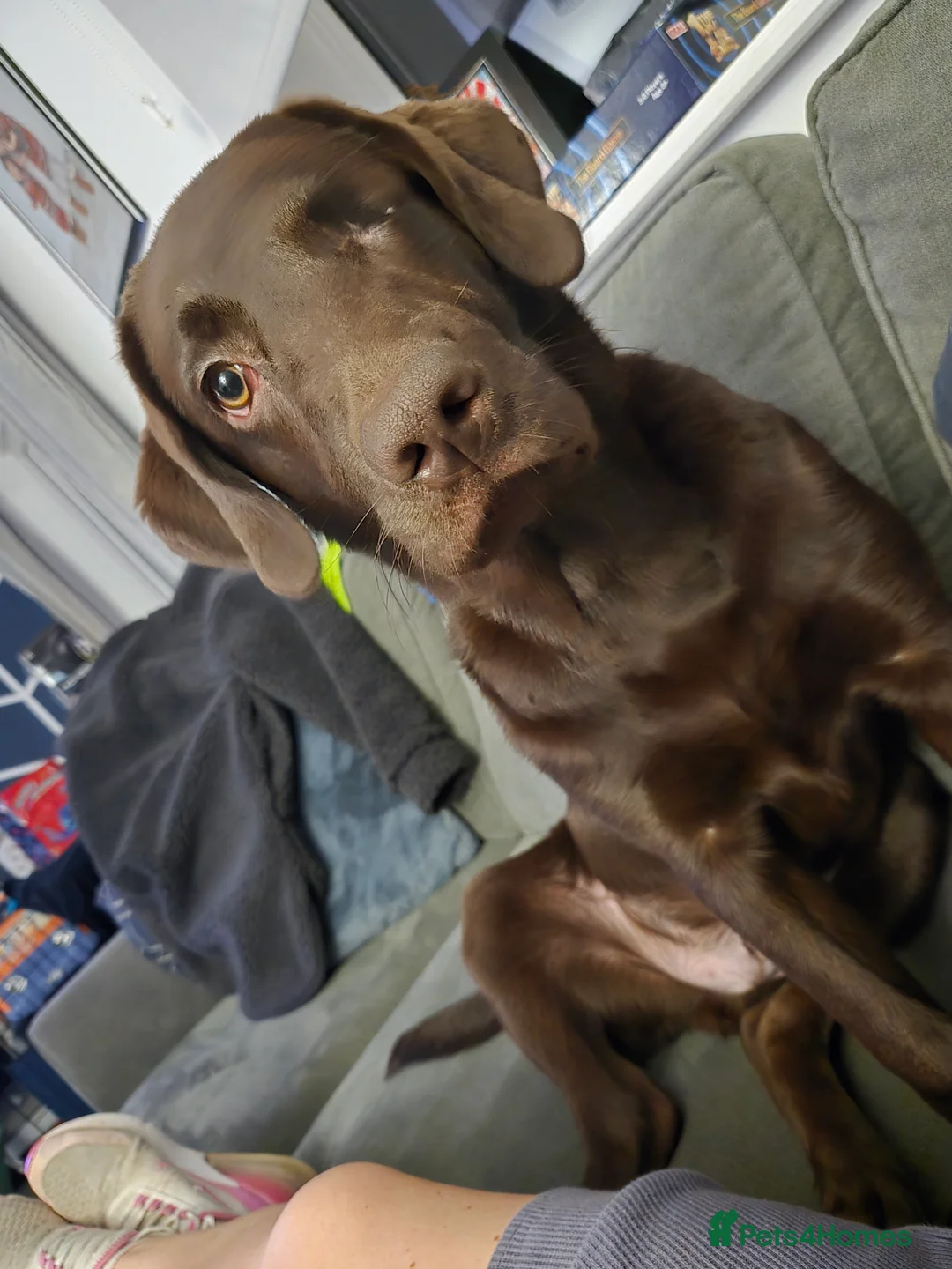 Mixed Breed dogs for sale: Yogi  - Advert 2