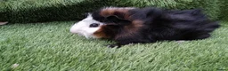 Guinea Pig rodents for sale: Abyssinian boys and pet boys  - Advert 1