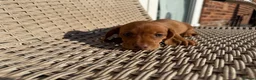 Miniature Dachshund dogs for sale: Long haired miniature dachshund - Advert 9