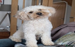 Maltipoo dogs for stud: Maltipoo(75% Toy Poodle, 25% Maltese) Boy for Stud - Image 1