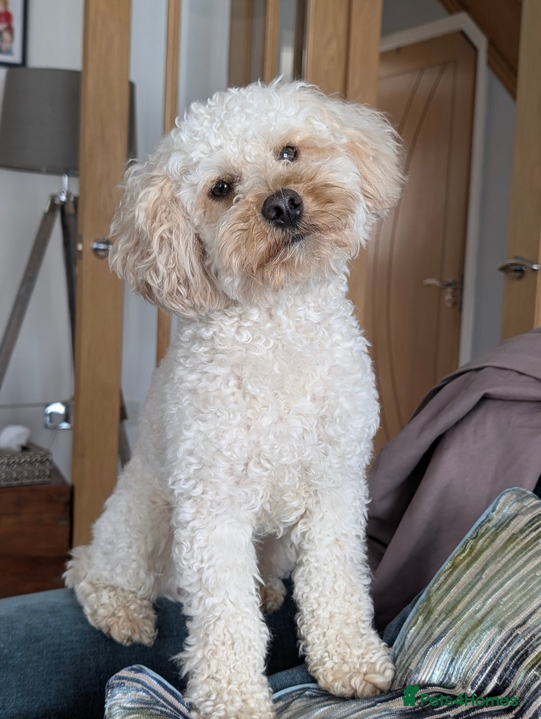 Maltipoo dogs for stud: Maltipoo(75% Toy Poodle, 25% Maltese) Boy for Stud - Image 1