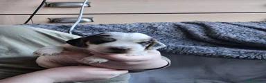 Cocker Spaniel 1