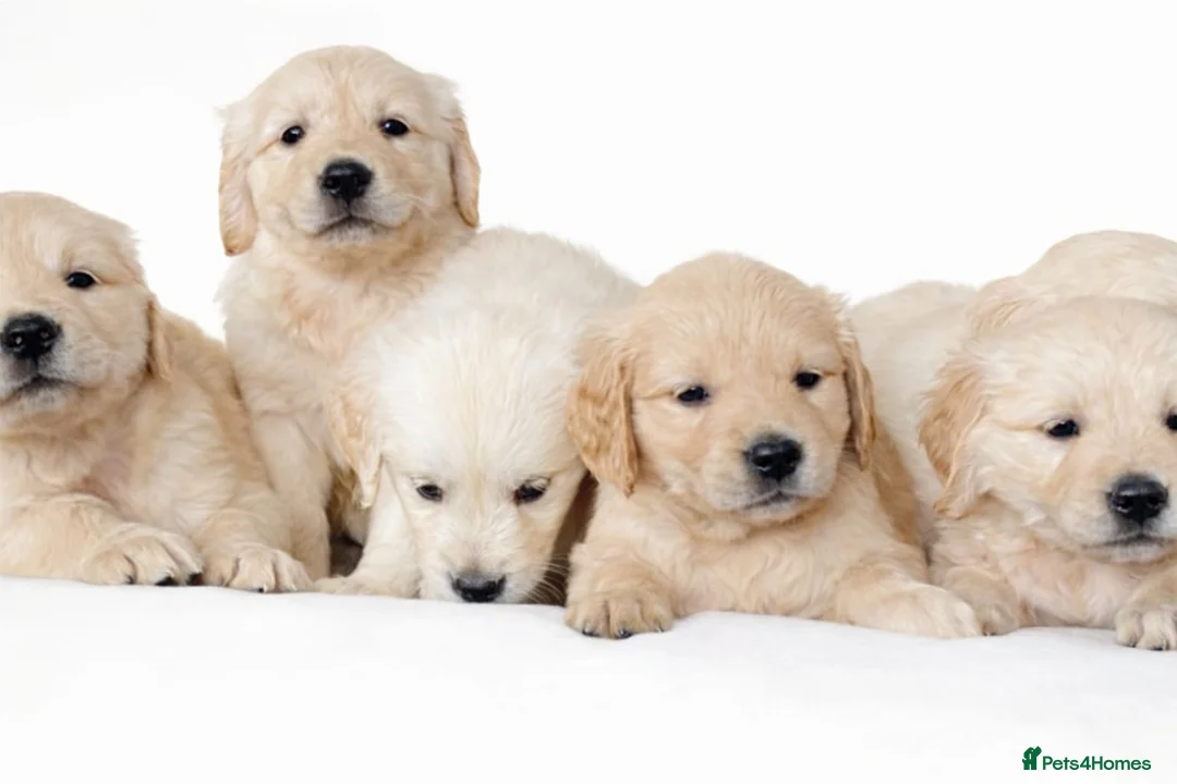 Golden Retriever dogs for sale: Beautiful Golden Retreiver puppies for sale🐾 in Rainham - Advert 3