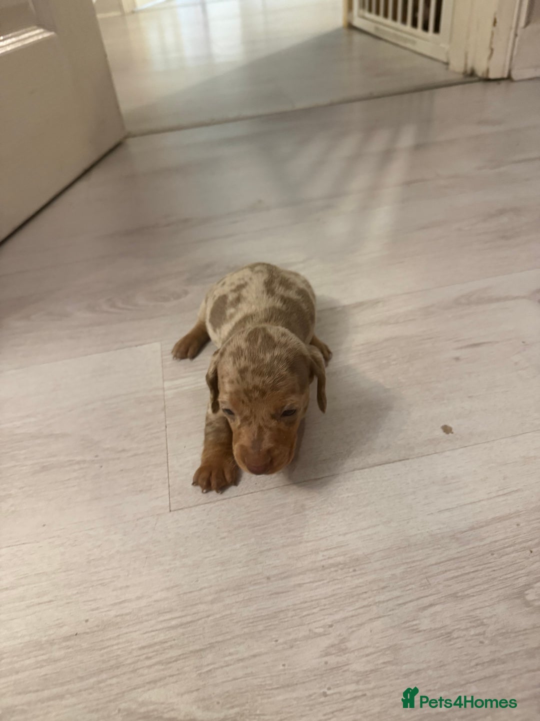 Miniature Dachshund dogs for sale: Miniature dachshund puppies - Advert 5