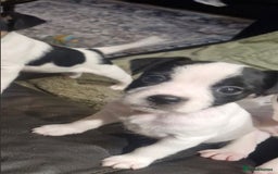 Jack Russell dogs for sale: 2 Adorable Jack Russell puppies  - Advert 6