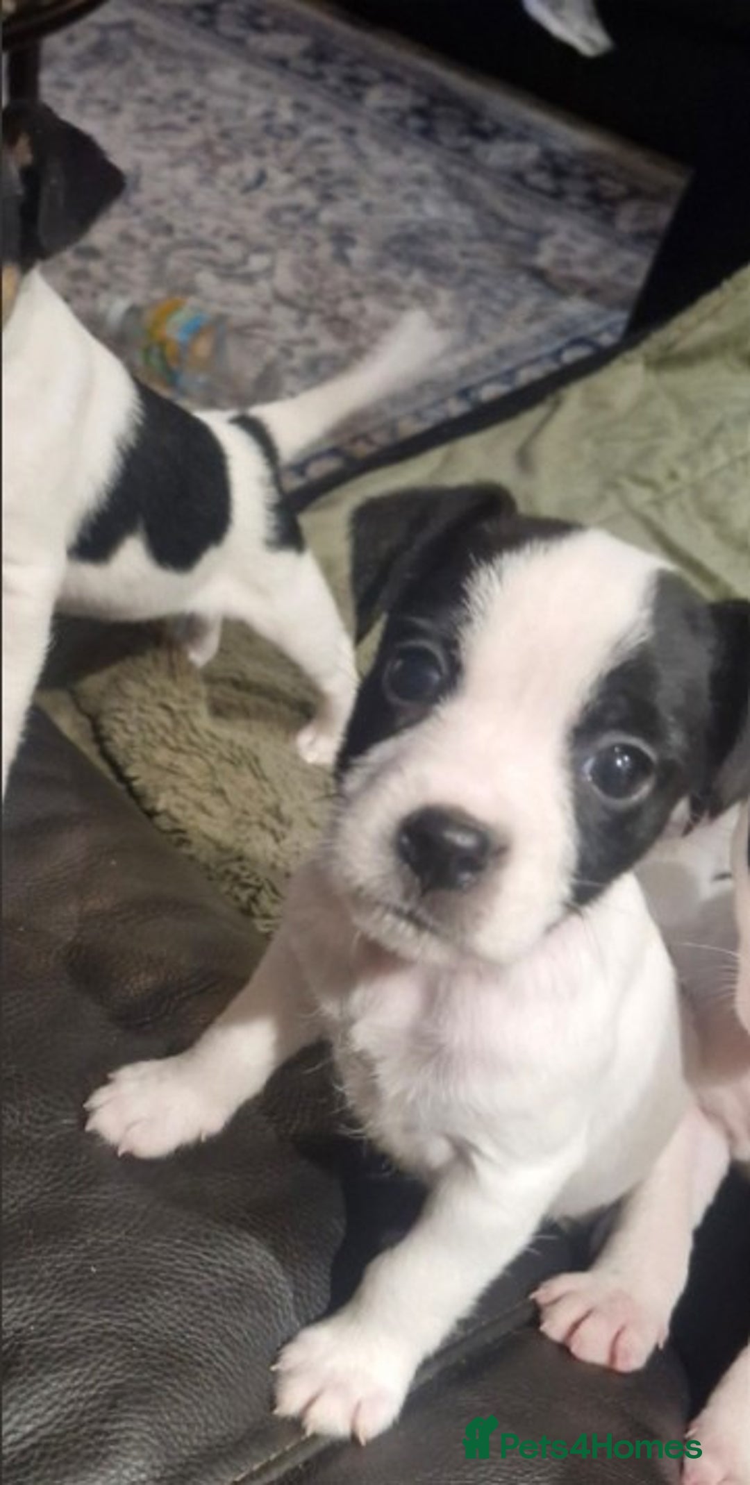 Jack Russell dogs for sale: 2 Adorable Jack Russell puppies  - Advert 6