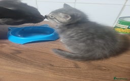 Mixed Breed cats for sale: Beauitful kittens looking for there forever home - Image 6