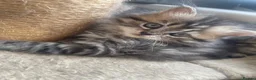 Persian cats for sale: Beautiful Persian X kittens for sale  - Advert 25