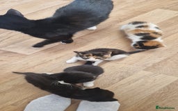 Mixed Breed cats for sale: Litter of 6 healthy beautiful kittens - Image 7