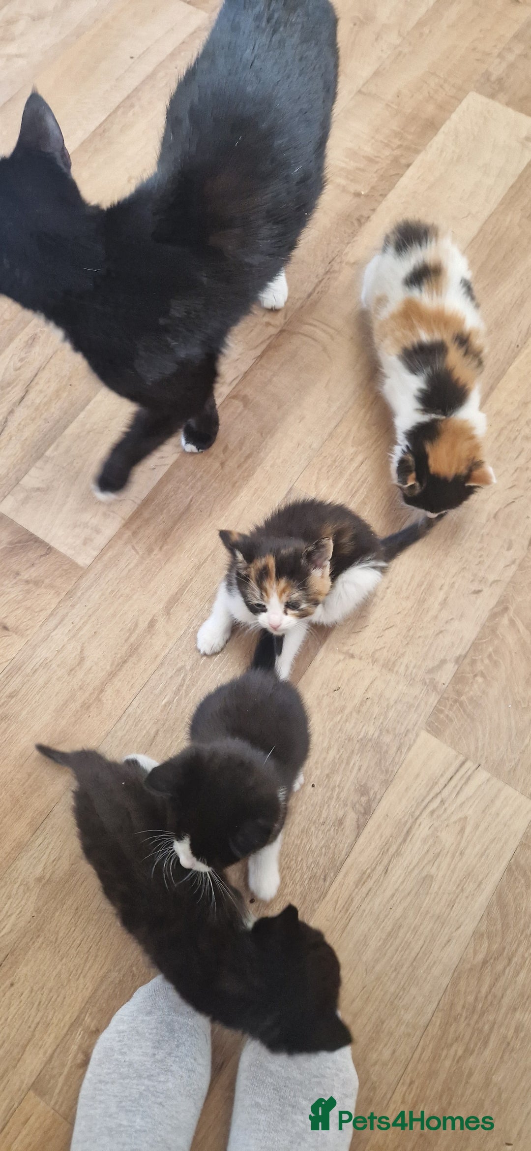 Mixed Breed cats for sale: Litter of 6 healthy beautiful kittens - Image 7
