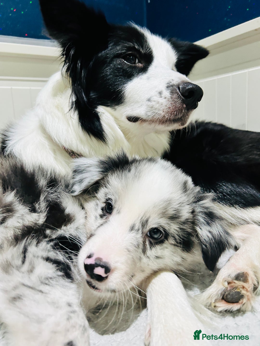 Border Collie dogs for sale: 5⭐️breeder KC DNA tested champions border collie  - Advert 12