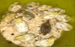 Quail poultry for sale: JUMBO QUAIL CHICKS & SEXED JUMBOS ! - Image 1