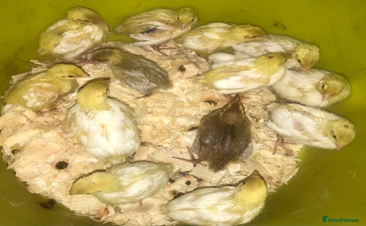 Quail poultry - Advert 1