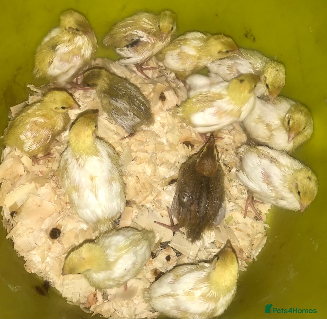 Quail poultry for sale: JUMBO QUAIL CHICKS & SEXED JUMBOS ! - Image 1