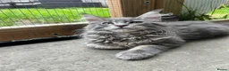 Maine Coon cats for sale: TICA Maine Coon Girls Ready Now DNA clear  - Advert 28