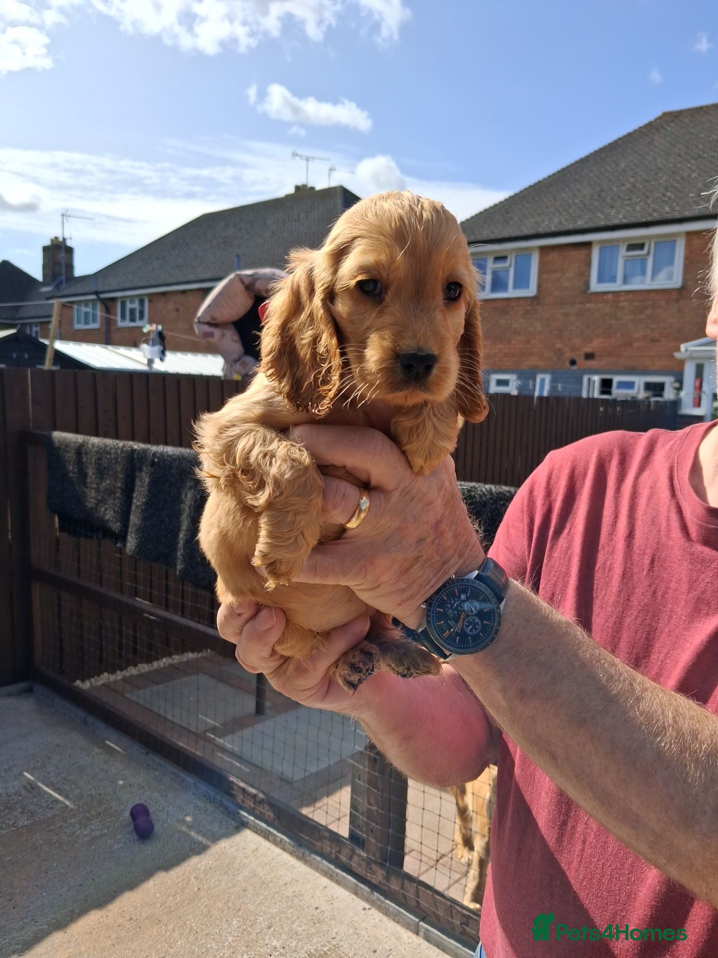 Cocker Spaniel dogs Health tested kc reg golden show cocker spaniels - Advert 2