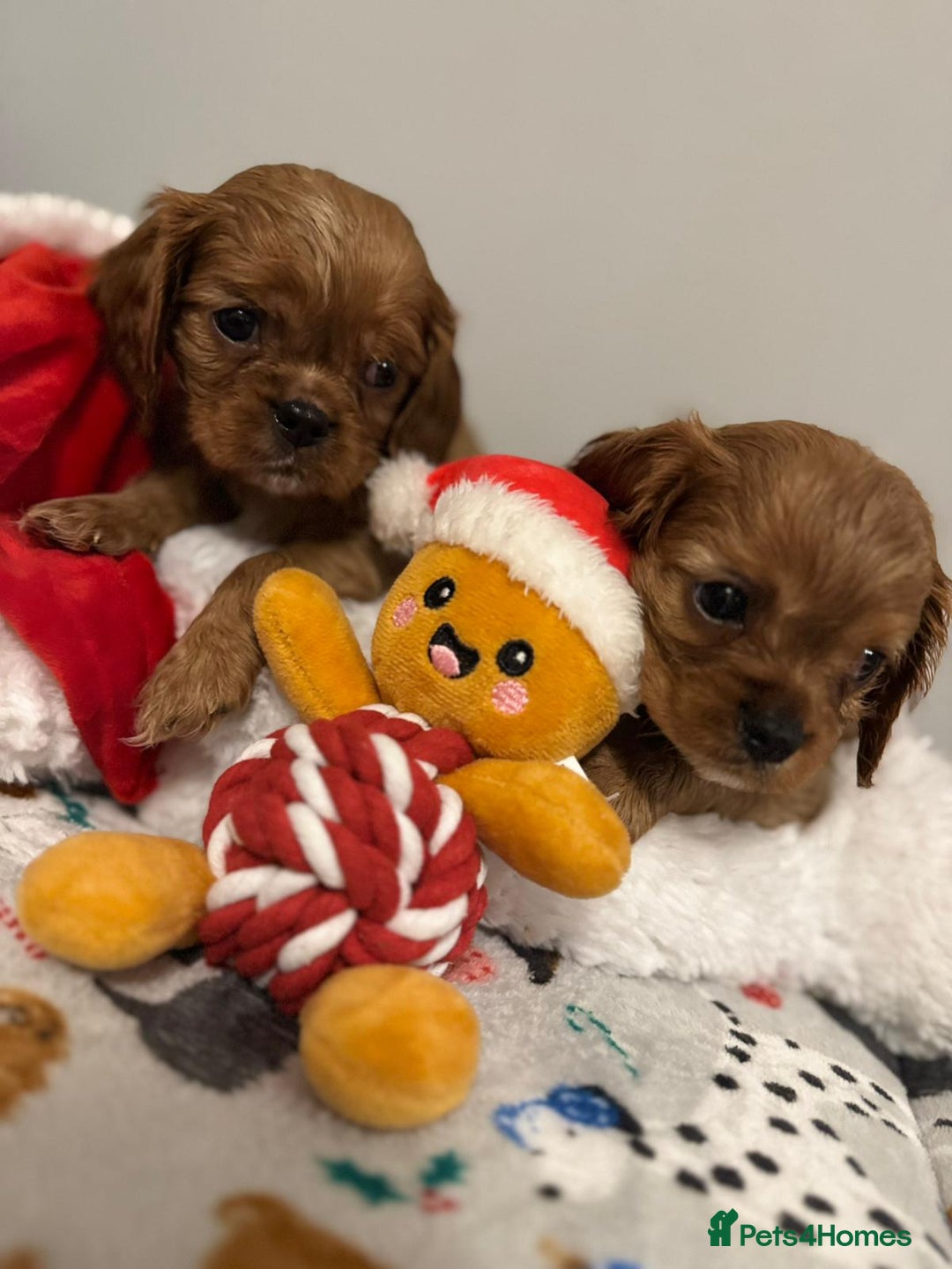 Cavalier King Charles Spaniel dogs for sale: Cavalier King Charles Spaniel Pups KC Reg - Advert 30