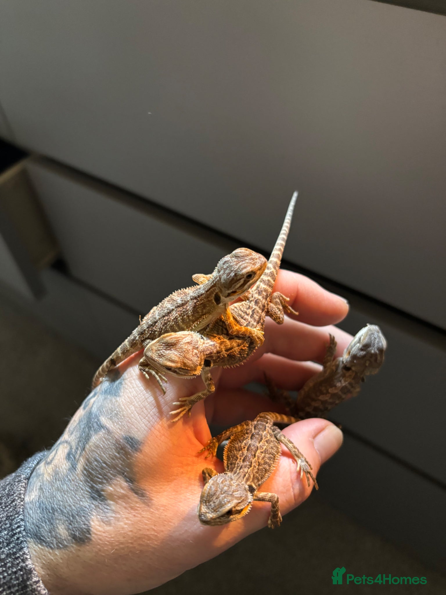 Bearded Dragon reptiles Super friendly baby bearded dragons - Advert 2