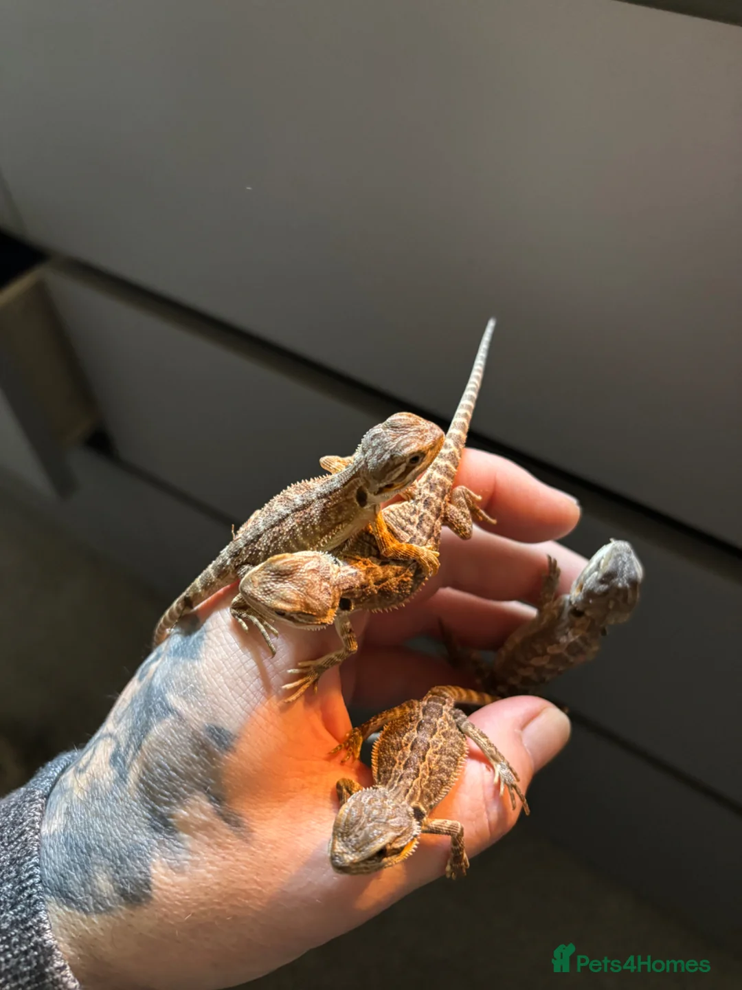 Bearded Dragon reptiles for sale: Super friendly baby bearded dragons - Advert 2